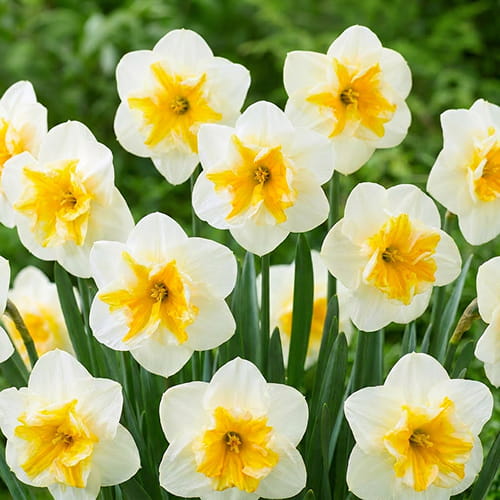 Narcissus (Daffodil) Delta - for Sale Narcissus (Daffodil) Delta