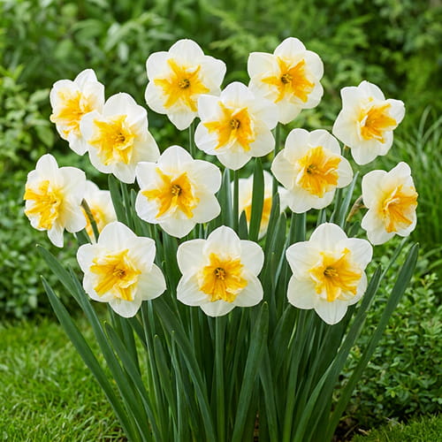 Narcissus (Daffodil) Delta - for Sale Narcissus (Daffodil) Delta