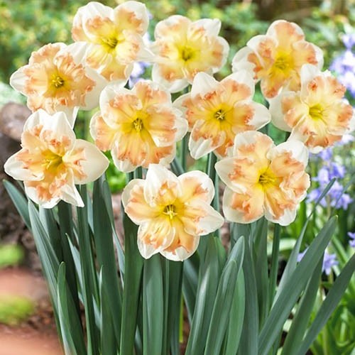 Narcissus (Daffodil) Edinburgh - for Sale Narcissus (Daffodil) Edinburgh