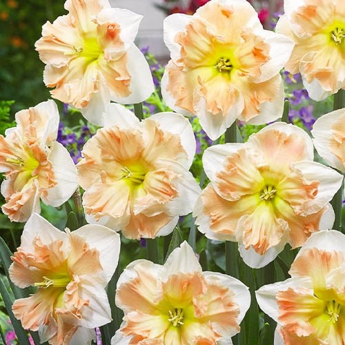 Narcissus (Daffodil) Edinburgh - for Sale Narcissus (Daffodil) Edinburgh