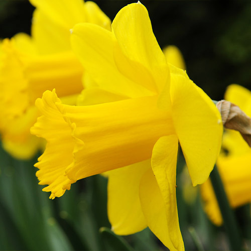 Narcis February Gold - for Sale Narcis February Gold