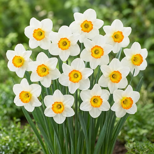 Narcissus (Daffodil) Flower Record - for Sale Narcissus (Daffodil) Flower Record