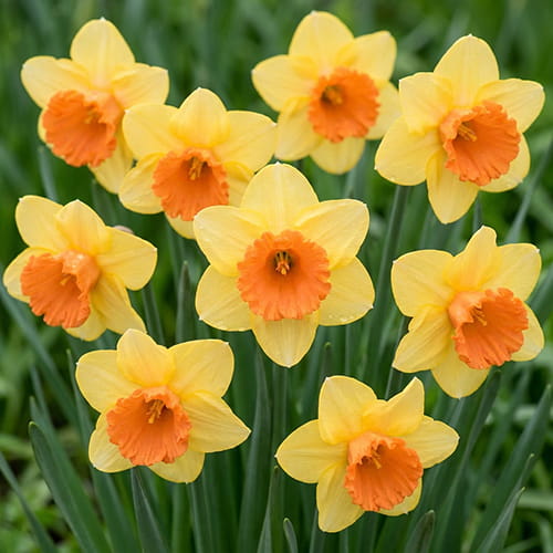 Narcissus Fullfilment - for Sale Narcissus Fullfilment