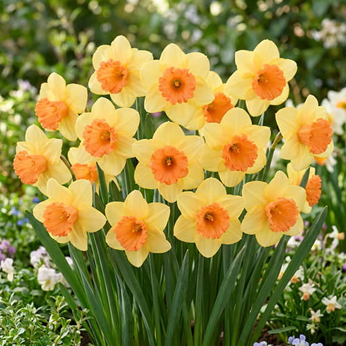 Narcissus Fullfilment - for Sale Narcissus Fullfilment