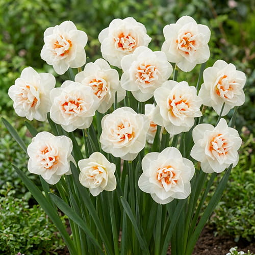 Narciso Gay Tabor - for Sale Narciso Gay Tabor