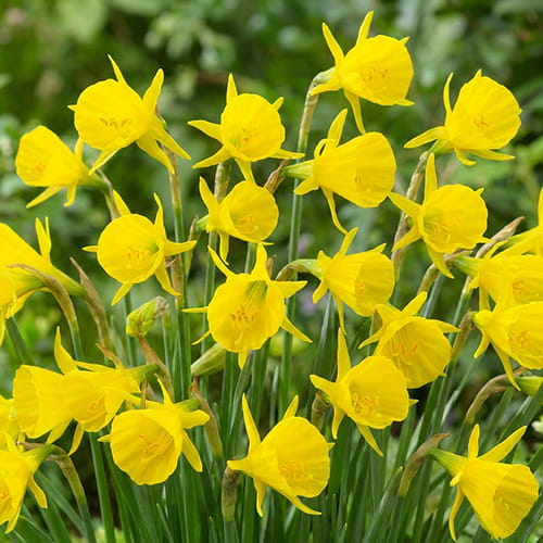 Narciso Golden Bells - for Sale Narciso Golden Bells