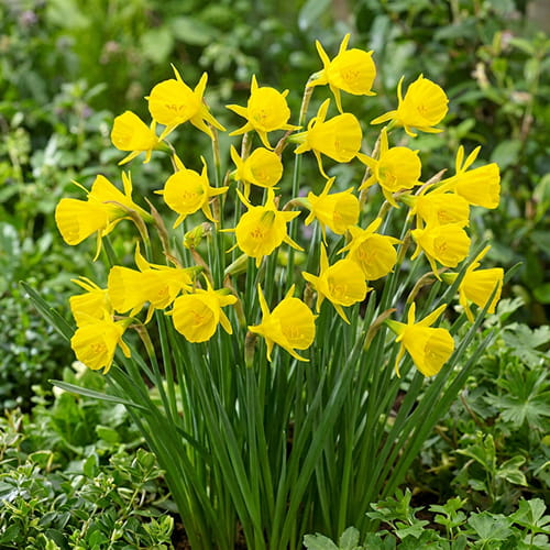 Narciso Golden Bells - for Sale Narciso Golden Bells