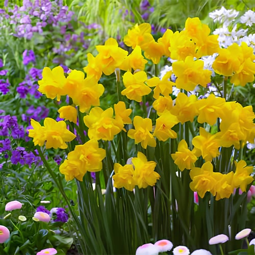 Narcis (Daffodil) Golden Delicious - for Sale Narcis (Daffodil) Golden Delicious