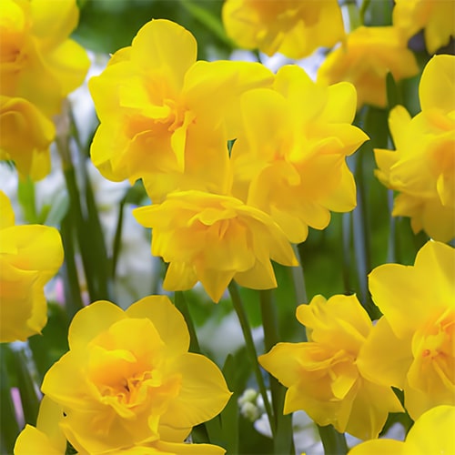 Narcis (Daffodil) Golden Delicious - for Sale Narcis (Daffodil) Golden Delicious