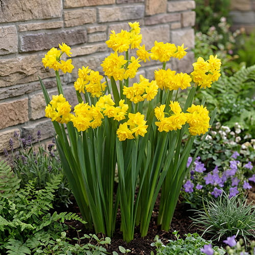 Narcissus (Daffodil) Golden Rain - for Sale Narcissus (Daffodil) Golden Rain
