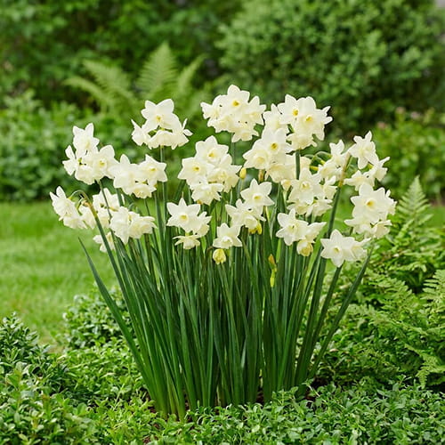Narcissus (Daffodil) Hunter Morn - for Sale Narcissus (Daffodil) Hunter Morn