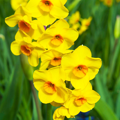 Narcissus Kedron - for Sale Narcissus Kedron