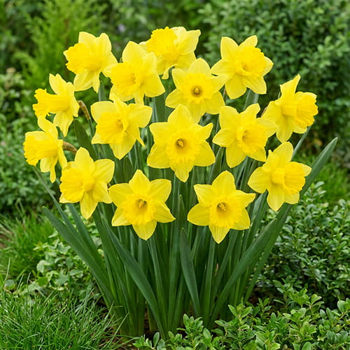 Narciso Lemon Shake - for Sale Narciso Lemon Shake