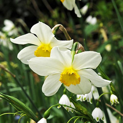 Narcissus Lieke - for Sale Narcissus Lieke