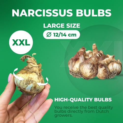 Narcissus (Daffodil) Flower Parade - for Sale Narcissus (Daffodil) Flower Parade