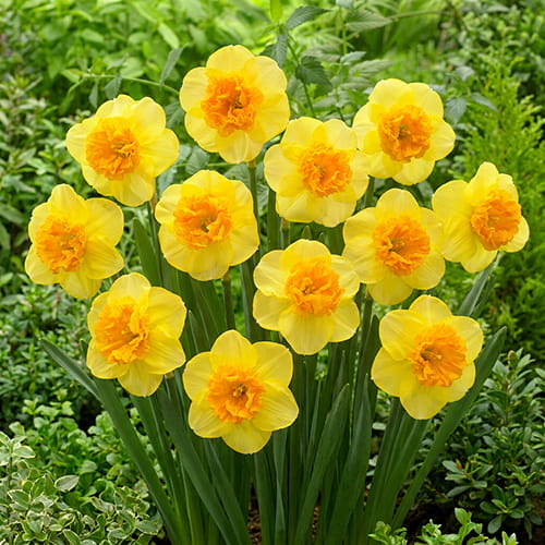 Narcissus (Daffodil) Modern Art - for Sale Narcissus (Daffodil) Modern Art