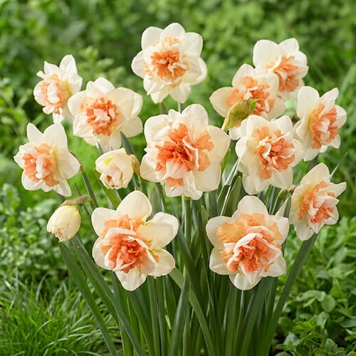 Narcissus (Daffodil) My Story - for Sale Narcissus (Daffodil) My Story
