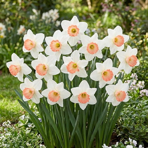 Narcisses (Jonquilles) Pink Charm - for Sale Narcisses (Jonquilles) Pink Charm