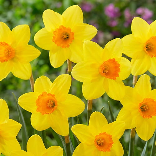 Narcissus (Daffodil) Pinza - for Sale Narcissus (Daffodil) Pinza