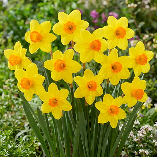 Narcissus (Daffodil) Pinza - for Sale Narcissus (Daffodil) Pinza