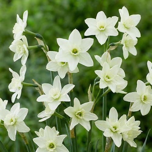 Narcissus Polar Hunter - for Sale Narcissus Polar Hunter
