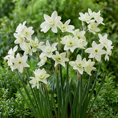Narcissus Polar Hunter - for Sale Narcissus Polar Hunter
