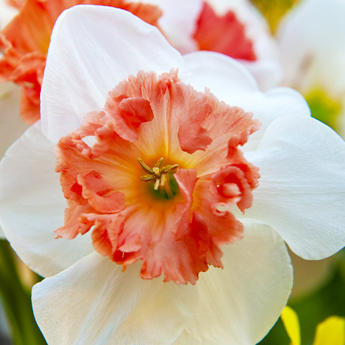 Narcissus Precocious - for Sale Narcissus Precocious