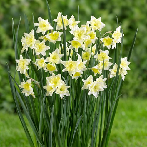 Narcissus (Daffodil) Prom Dance - for Sale Narcissus (Daffodil) Prom Dance