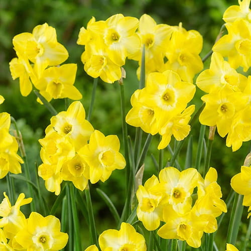 Narcissus Regeneration - for Sale Narcissus Regeneration