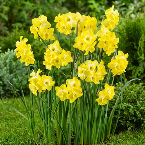 Narcissus Regeneration - for Sale Narcissus Regeneration