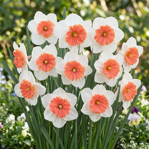 Narcissus (Daffodil) Riot - for Sale Narcissus (Daffodil) Riot