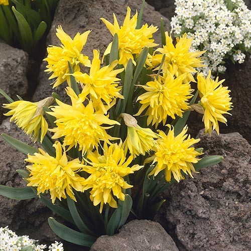 Narcissus (Daffodil) Rip van Winkle - for Sale Narcissus (Daffodil) Rip van Winkle