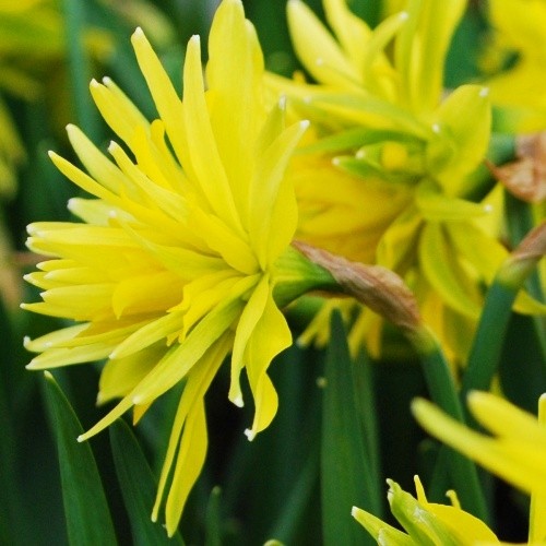 Narcissus (Daffodil) Rip van Winkle - for Sale Narcissus (Daffodil) Rip van Winkle