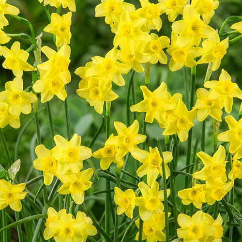 Narcissus Sabrosa - for Sale Narcissus Sabrosa