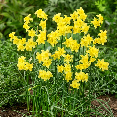 Narcissus Sabrosa - for Sale Narcissus Sabrosa