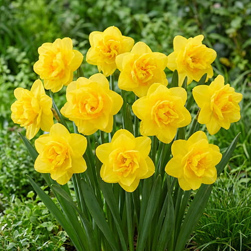 Narcissus (Daffodil) Sherborne - for Sale Narcissus (Daffodil) Sherborne