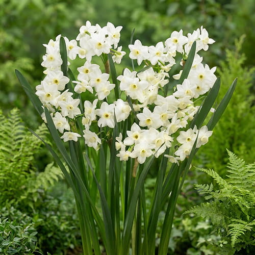 Narcissus Silver Chimes - for Sale Narcissus Silver Chimes