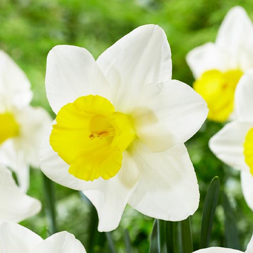 Narcissus Smiling Sun - for Sale Narcissus Smiling Sun