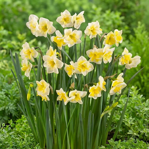 Narcissus Smiling Twin - for Sale Narcissus Smiling Twin