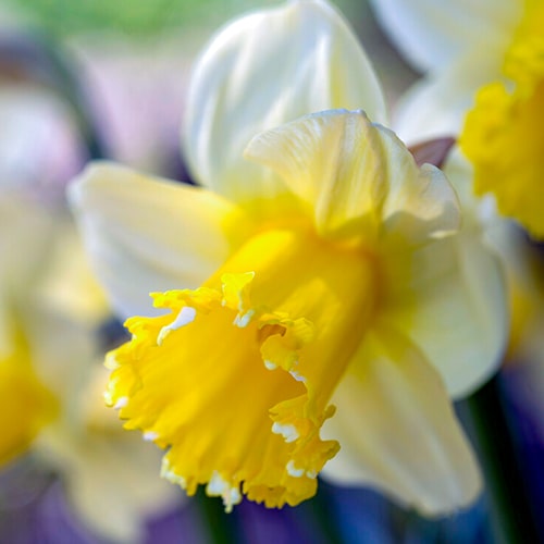 Narcissus (Daffodil) Sugar Dipped - for Sale Narcissus (Daffodil) Sugar Dipped