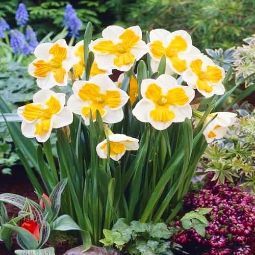 Narcissus (Daffodil) Tricollet - for Sale Narcissus (Daffodil) Tricollet