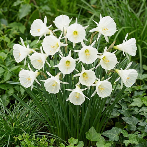 Narciso (Narciso) White Petticoat - for Sale Narciso (Narciso) White Petticoat