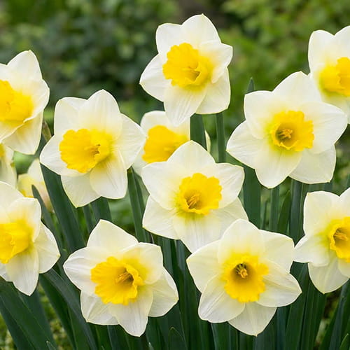 Narcisses (Jonquilles) Yellow Salome - for Sale Narcisses (Jonquilles) Yellow Salome