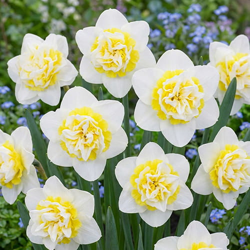 Narcissus (Daffodil) Young Devotion - for Sale Narcissus (Daffodil) Young Devotion
