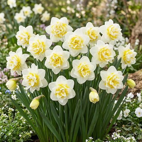 Narcissus (Daffodil) Young Devotion - for Sale Narcissus (Daffodil) Young Devotion