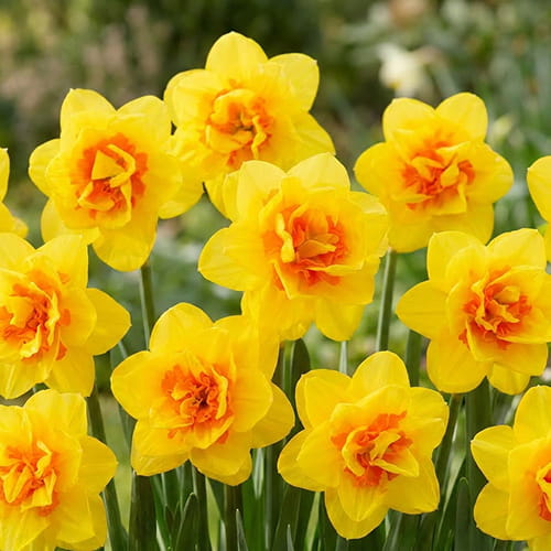 Narcissus (Daffodil) Zaragoza - for Sale Narcissus (Daffodil) Zaragoza