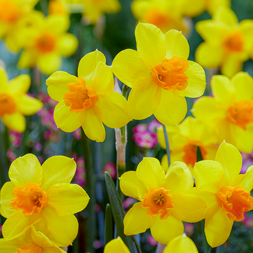 Narcissus (Daffodil) Anfield - for Sale Narcissus (Daffodil) Anfield