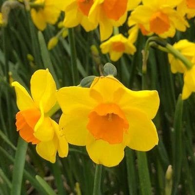 Narciso Cornish Dawn - for Sale Narciso Cornish Dawn