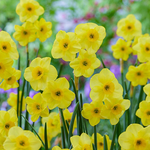 Narzisse (Osterglocke) Kokopelli - for Sale Narzisse (Osterglocke) Kokopelli