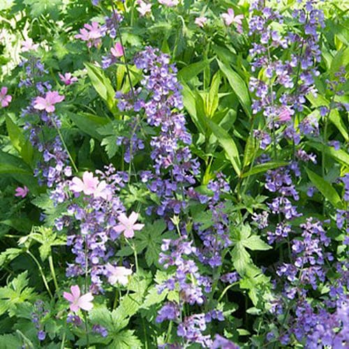 Nepeta (faassenii) Six Hills Giant - for Sale Nepeta (faassenii) Six Hills Giant